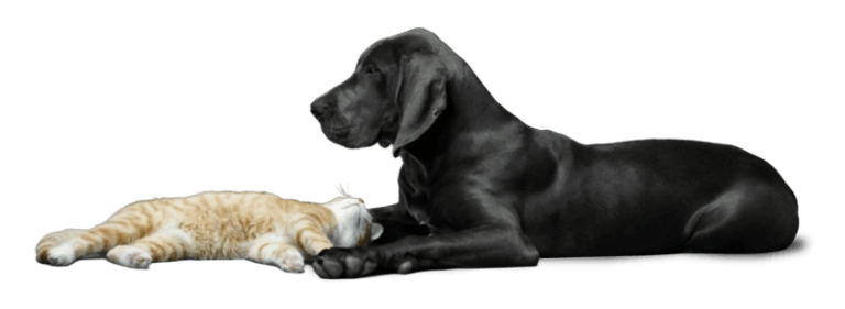 Dog and cat