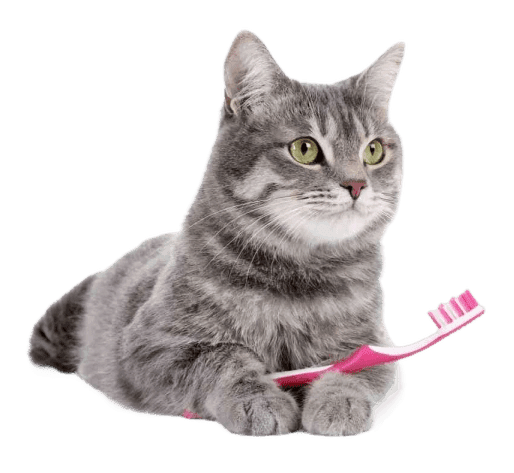 Cat with toothbrush