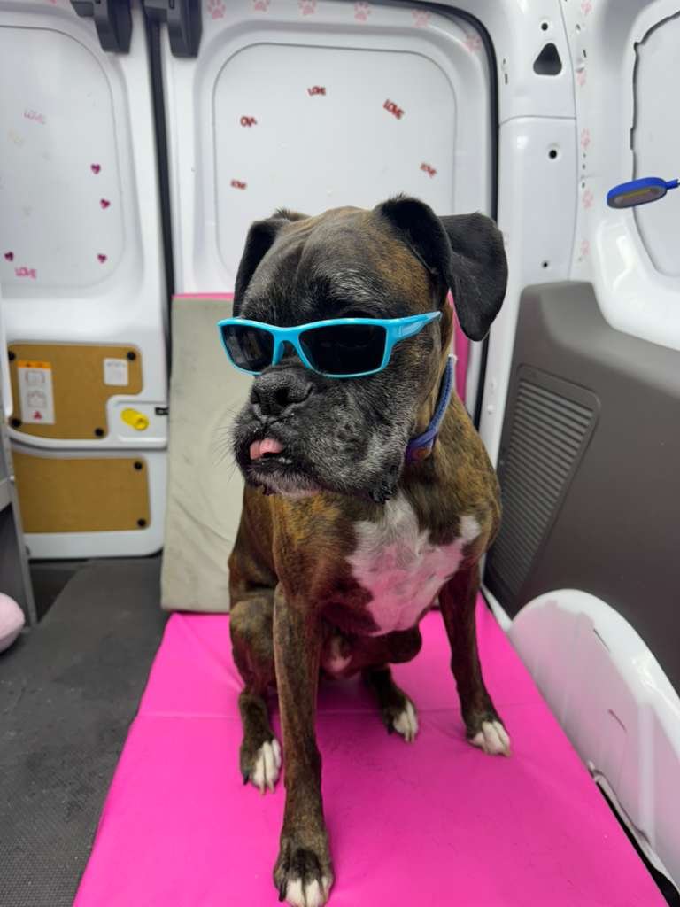 Pet in costume after cleaning