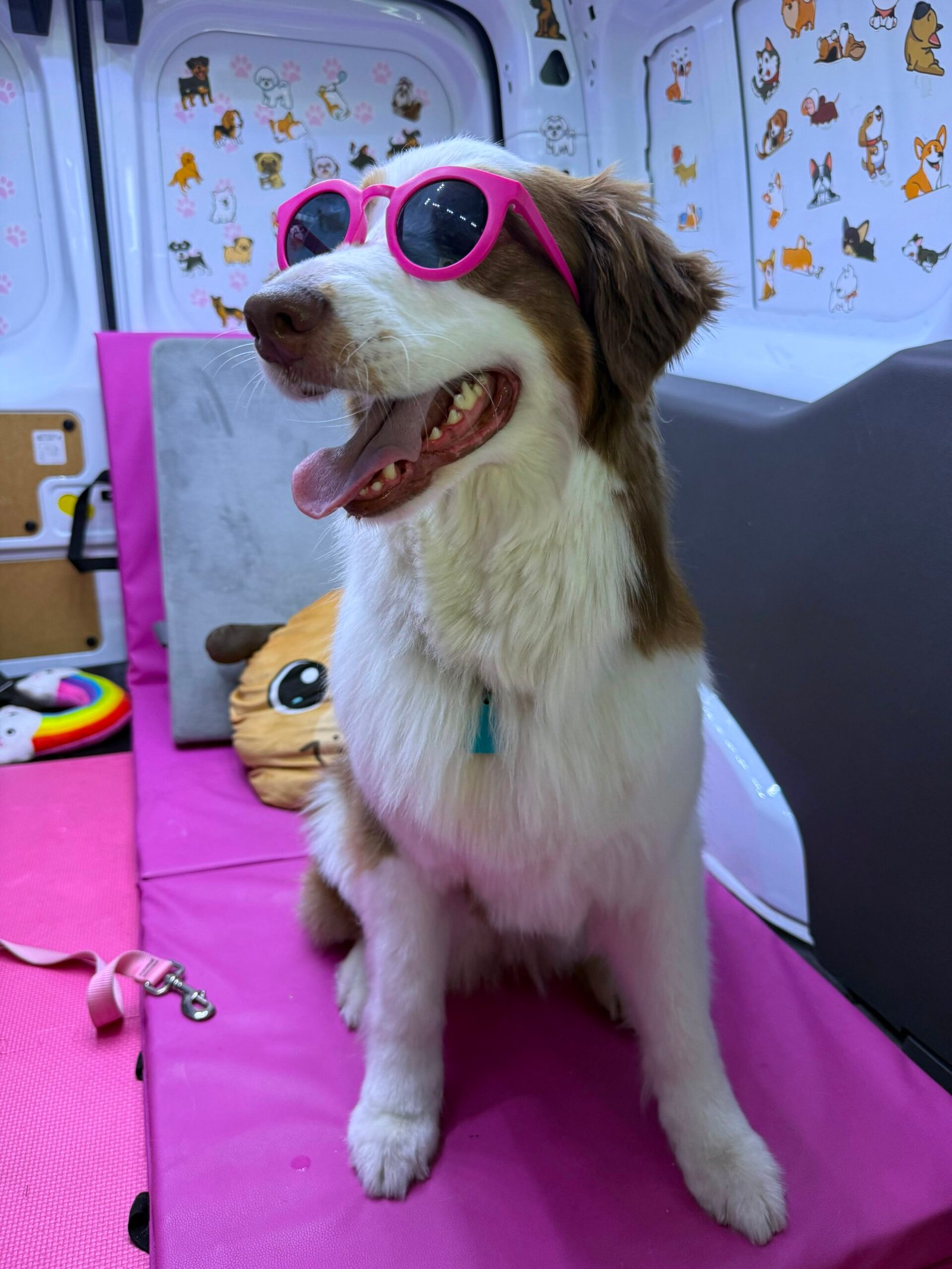 Pet in costume after cleaning