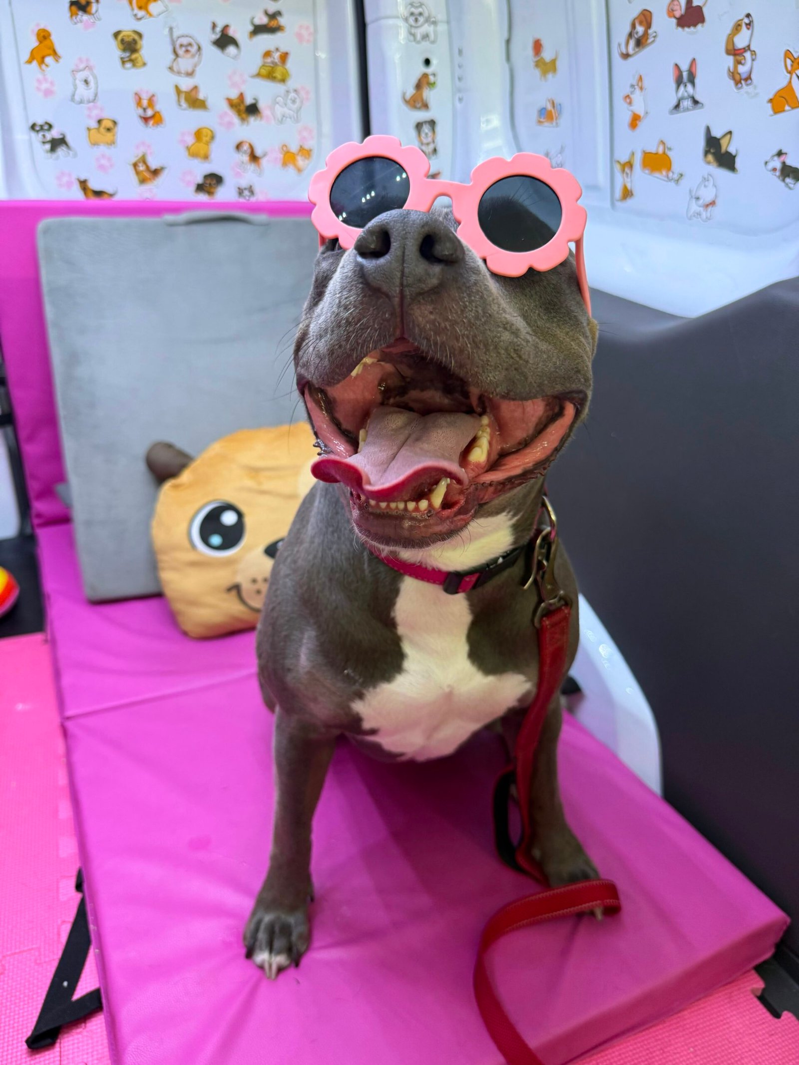 Pet in costume after cleaning