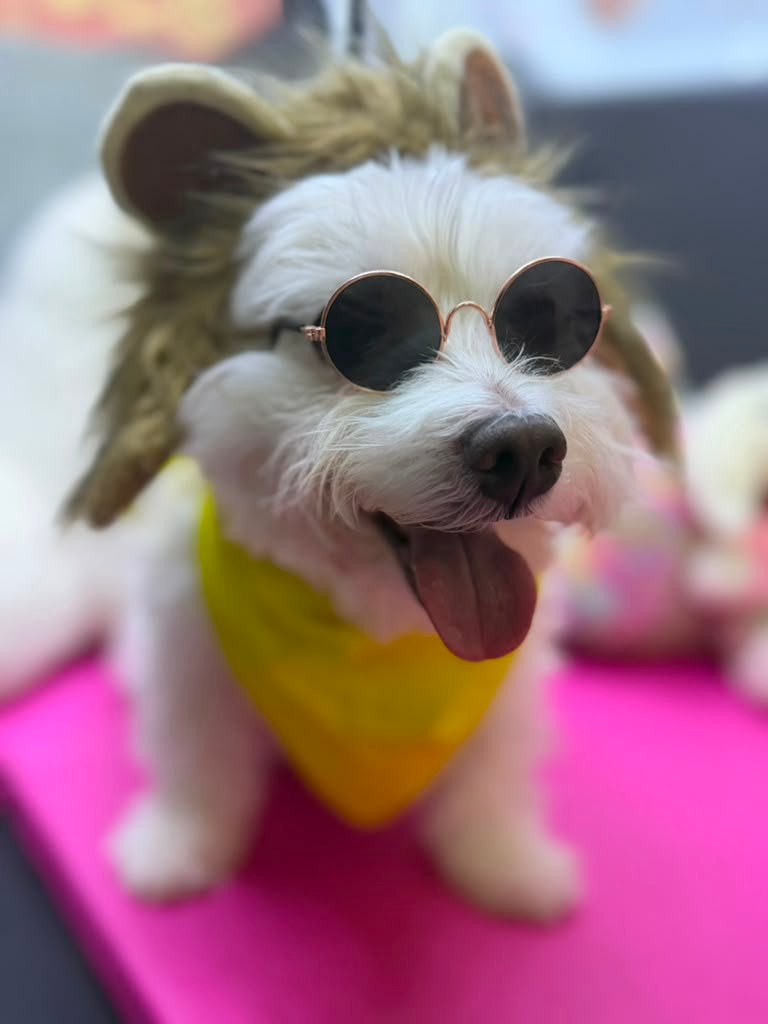 Pet in costume after cleaning