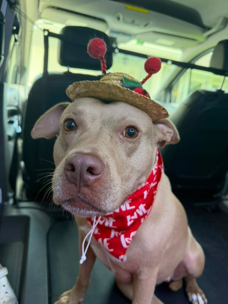 Pet in costume after cleaning