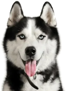 Adobe Express - file