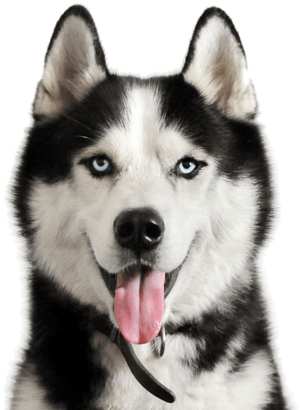 NicePng_husky-png_591007